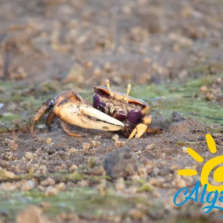 아파트 Gardens By Algartur 카바나스데타비라